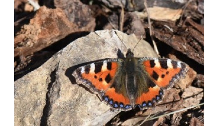 photo Inventaire de Biodiversité Communale