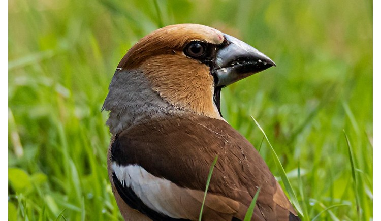 photo Le Grosbec casse-noyaux 