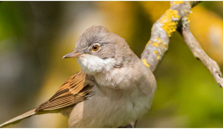 photo La fauvette grisette