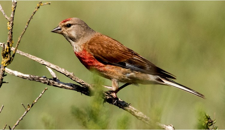 photo La Linotte Mélodieuse