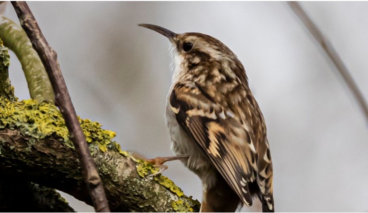 photo Le Grimpereau des jardins
