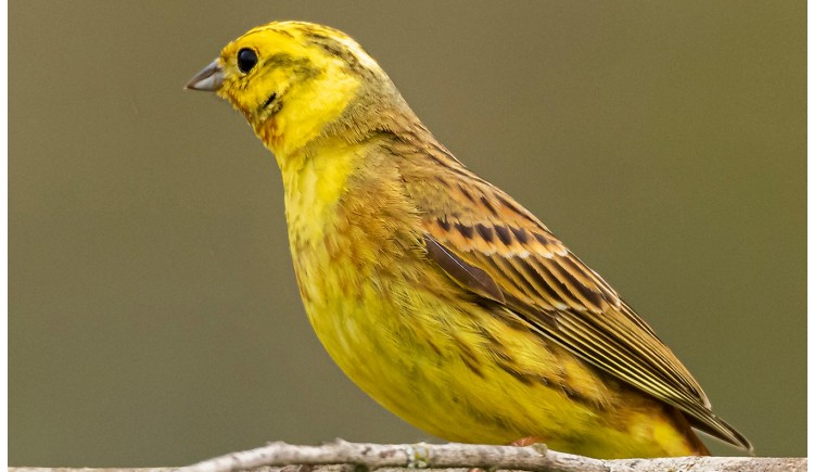 photo Le bruant jaune 