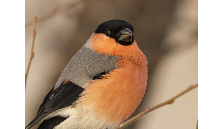 photo Le bouvreuil pivoine 