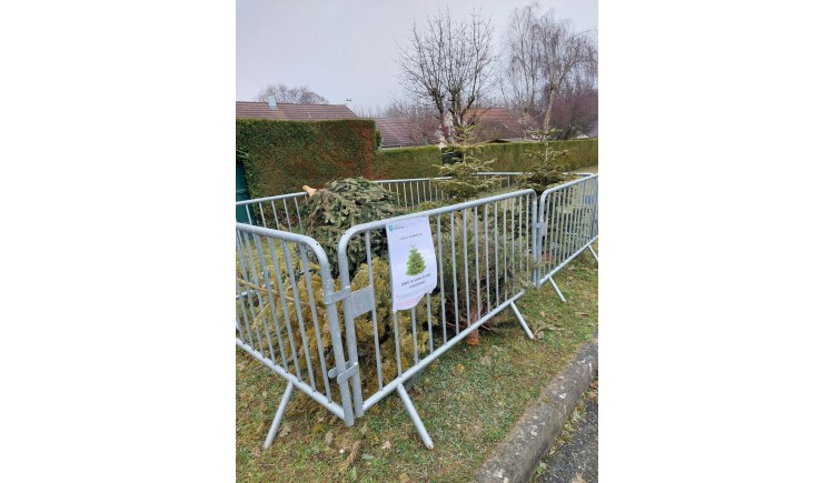 photo Opération recyclage des sapins de noël réussie