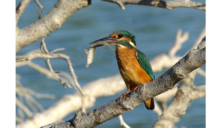 photo Le martin Pêcheur d’Europe 