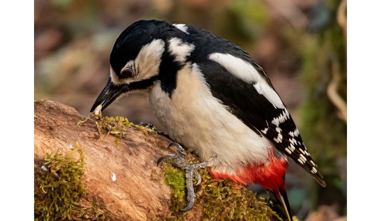 photo Le pic épeiche 