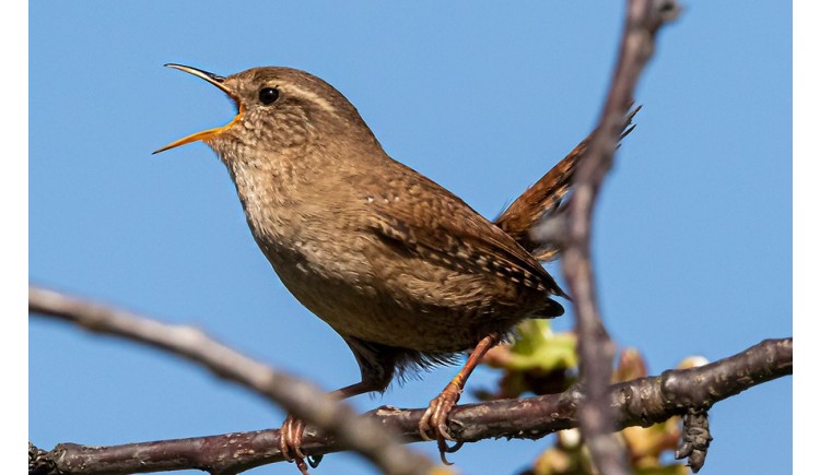 photo Le troglodyte mignon 