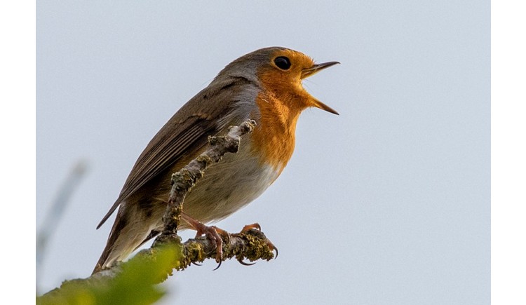 photo Le rouge-gorge familier