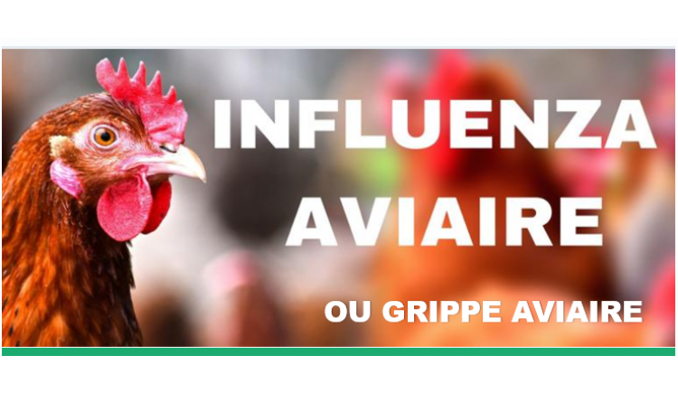 photo Influenza aviaire ou grippe aviaire