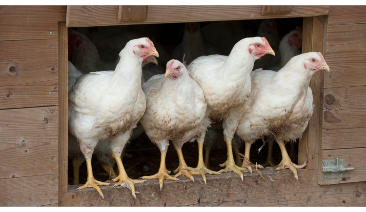 photo Grippe aviaire : élévation du niveau de risque