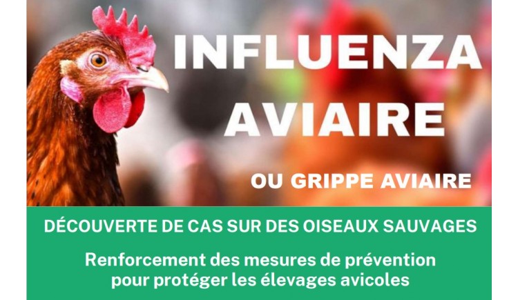 photo Foyer confirmé - Influenza aviaire ou grippe aviaire