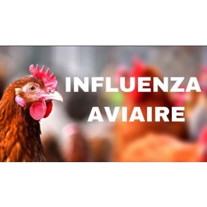 photo Influenza aviaire ou grippe aviaire